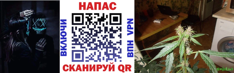 Конопля планчик  как найти закладки  Сергач 